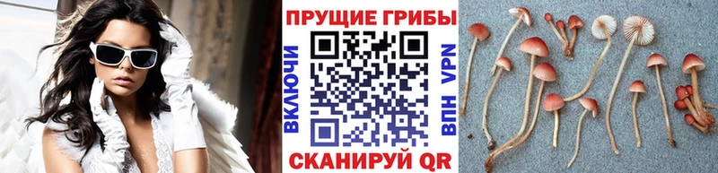 Галлюциногенные грибы Cubensis  Черкесск 